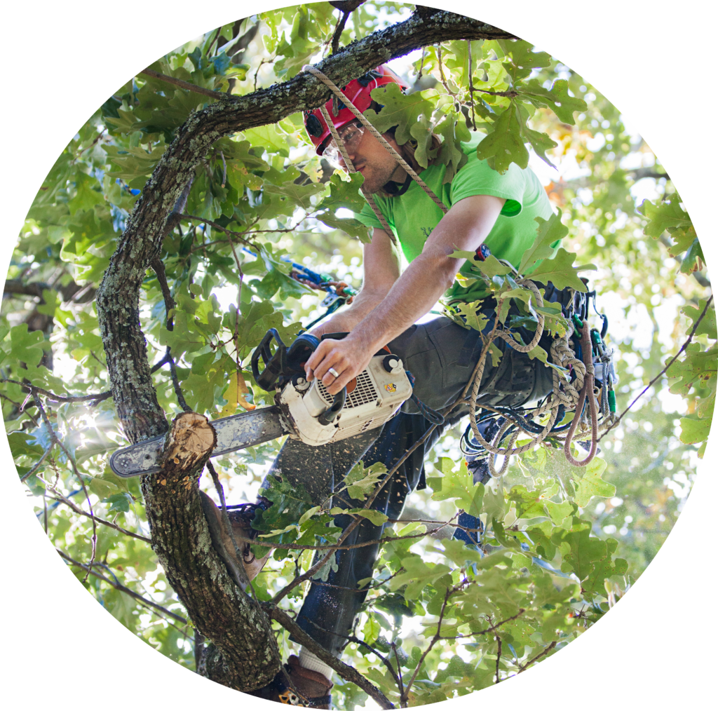 Pruning - Tree Climbing (1024x1014), Png Download