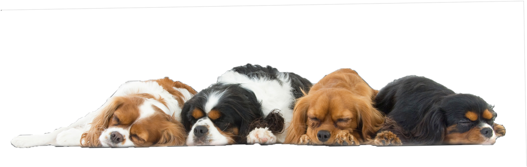 Labrador Cross Billy, Was Aggressive To People - Sleeping Dog Transparent Background (1049x357), Png Download