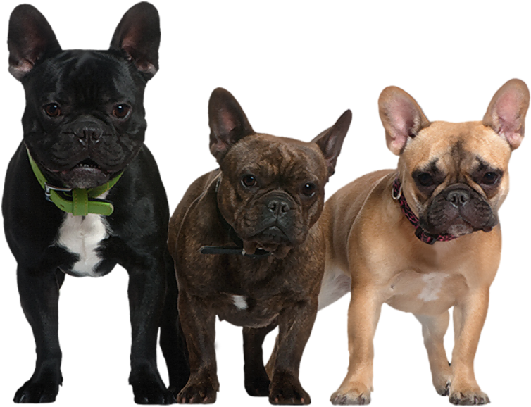 Transparent Picture Of Dogs (800x596), Png Download