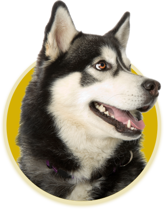 History Animal - Sakhalin Husky (338x430), Png Download