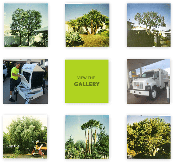 Arbor Age Photo Gallery Of Tree Trimming Projects - Tree (555x520), Png Download