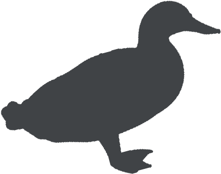 Duck (500x375), Png Download