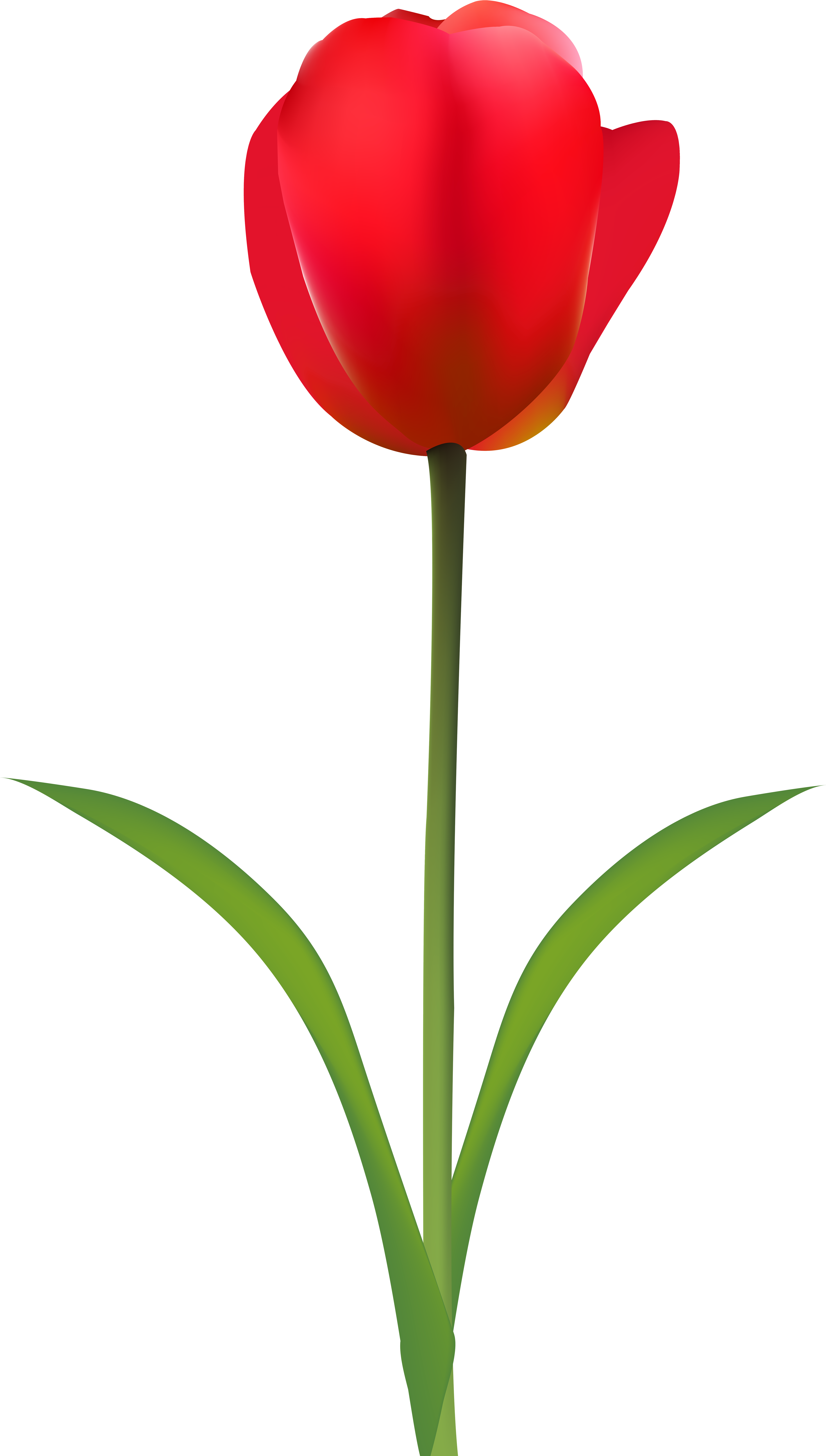Tulip Clip Art Transparent Background (4493x8000), Png Download