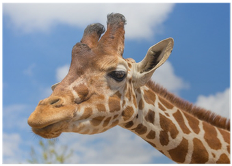 Giraffe (400x400), Png Download