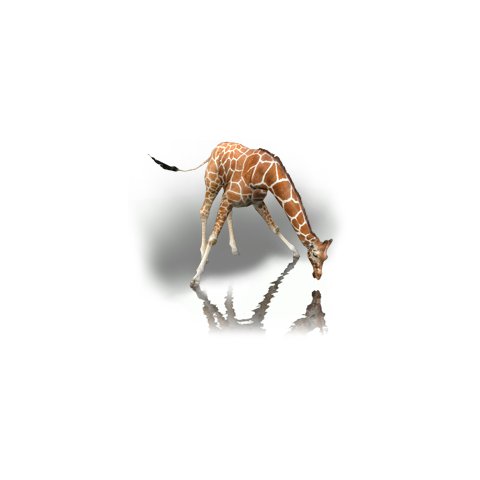 The Reticulated Giraffe In Radical Remake - Reticulated Giraffe (480x480), Png Download