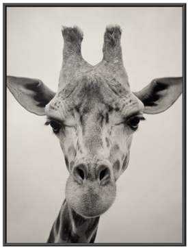 Vintage Sepia Toned Image Of A Giraffes Head Framed - Photoinc Studio Paintings Canvas Art Prints - Giraffe (400x400), Png Download