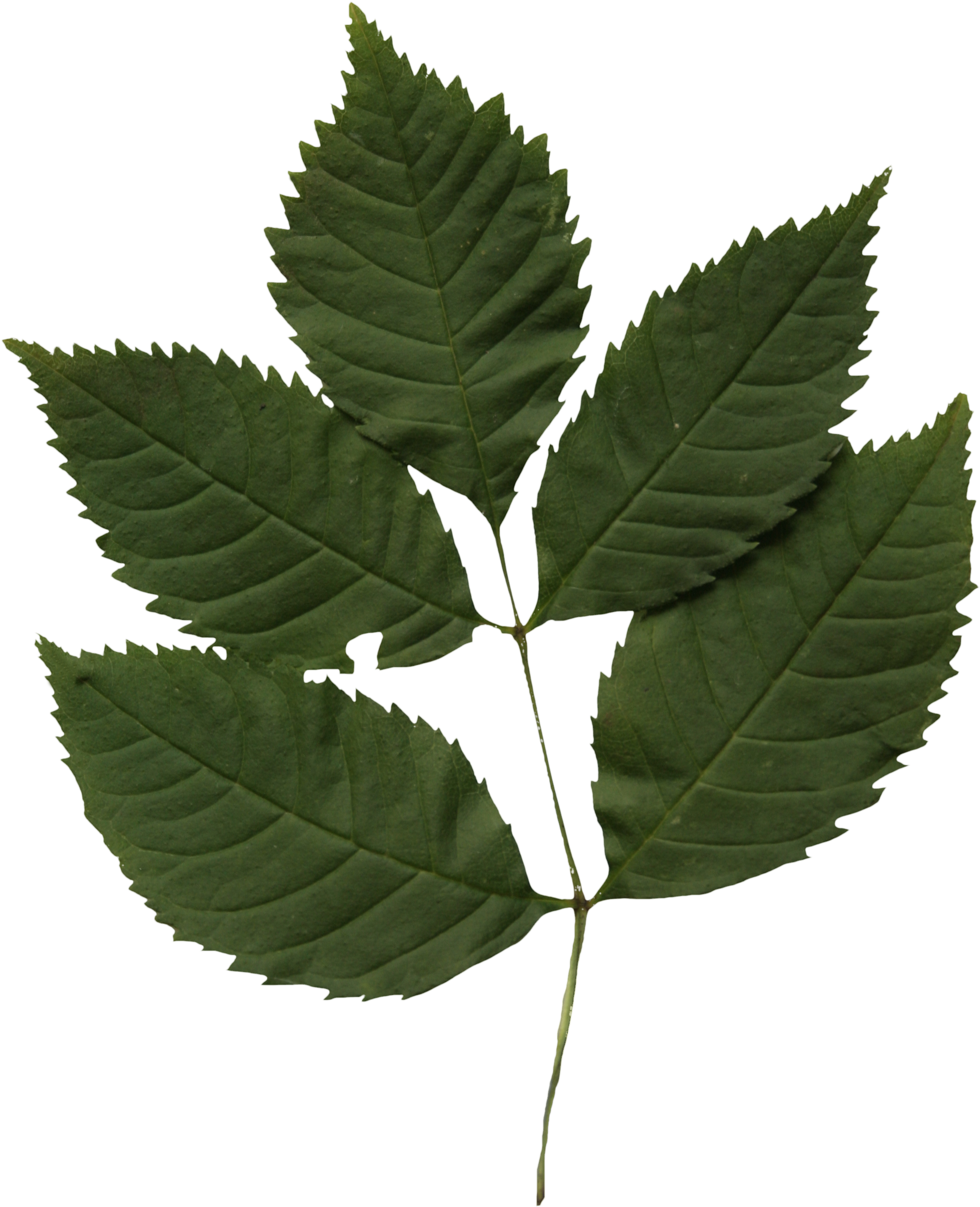 2d Leaves, Elm, Leaf - Tree (2304x2773), Png Download
