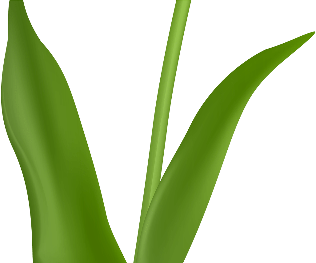 Red Tulip Transparent Png Image Jokingartcom Tulip - Tulip (1368x855), Png Download