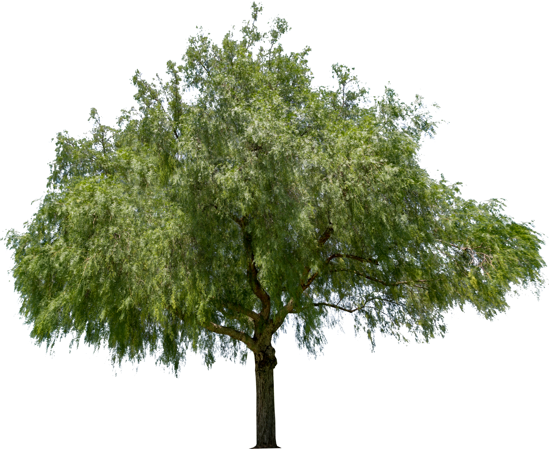 California Pepper - River Birch (1834x1500), Png Download