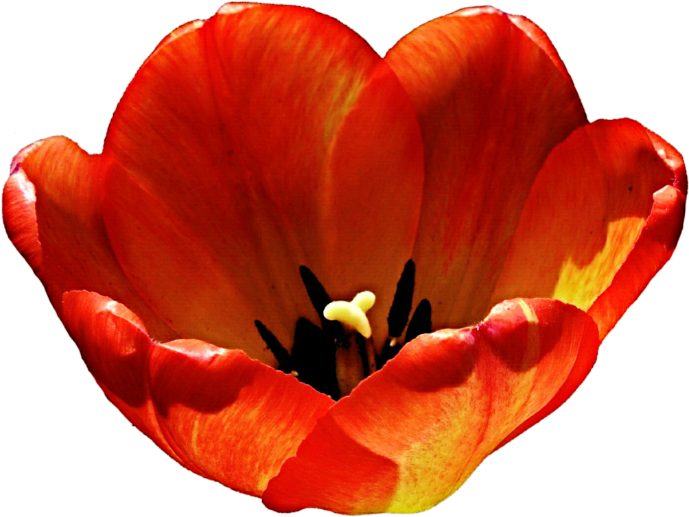 Tulip Clipart Orange - Color (1024x778), Png Download