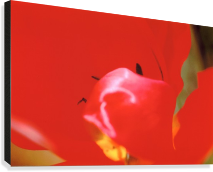 Red Tulip Photograph Canvas Print - Close-up (429x347), Png Download