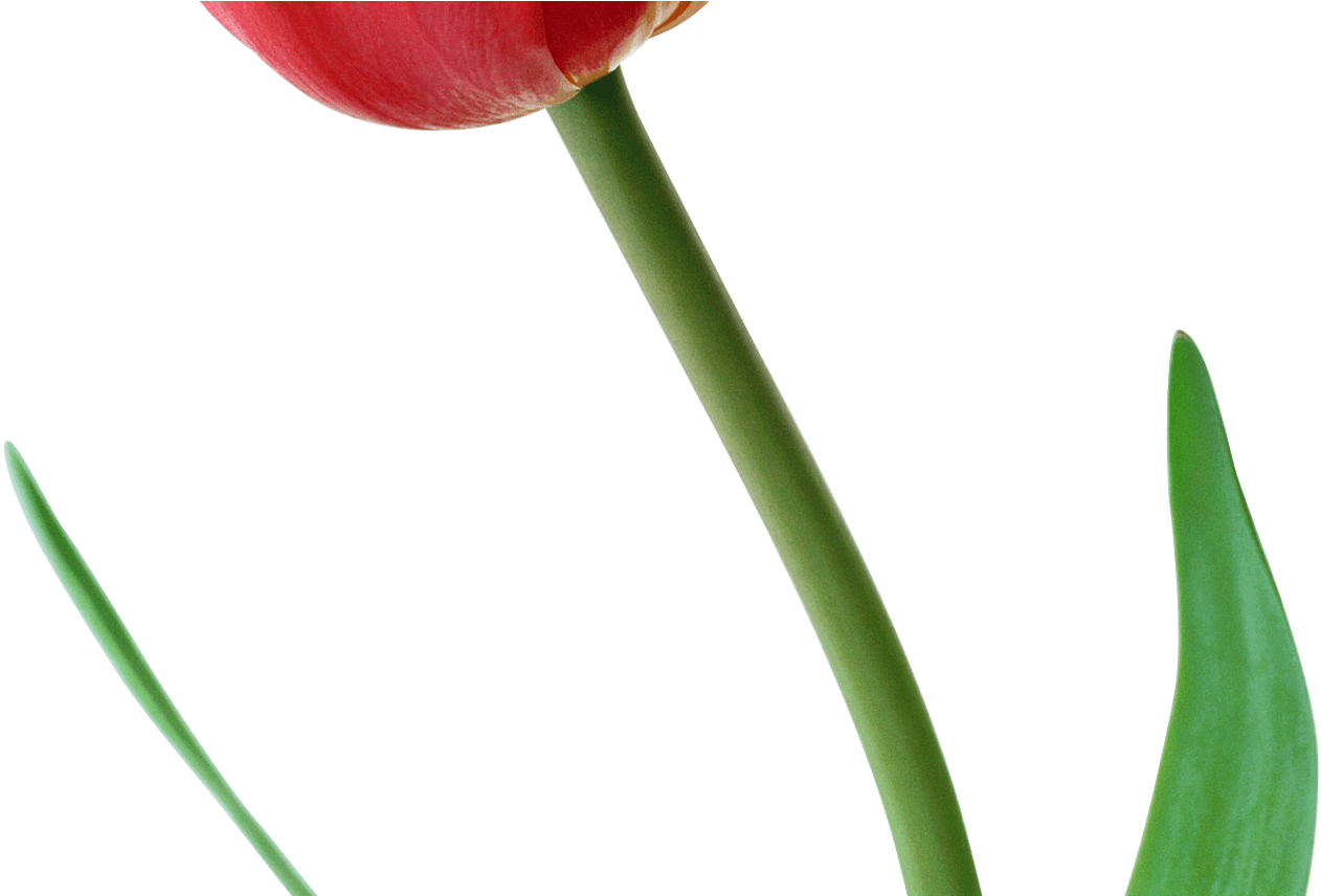 Large Png Red Tulip Clipart Gallery Yopriceville High - Clip Art (1368x855), Png Download