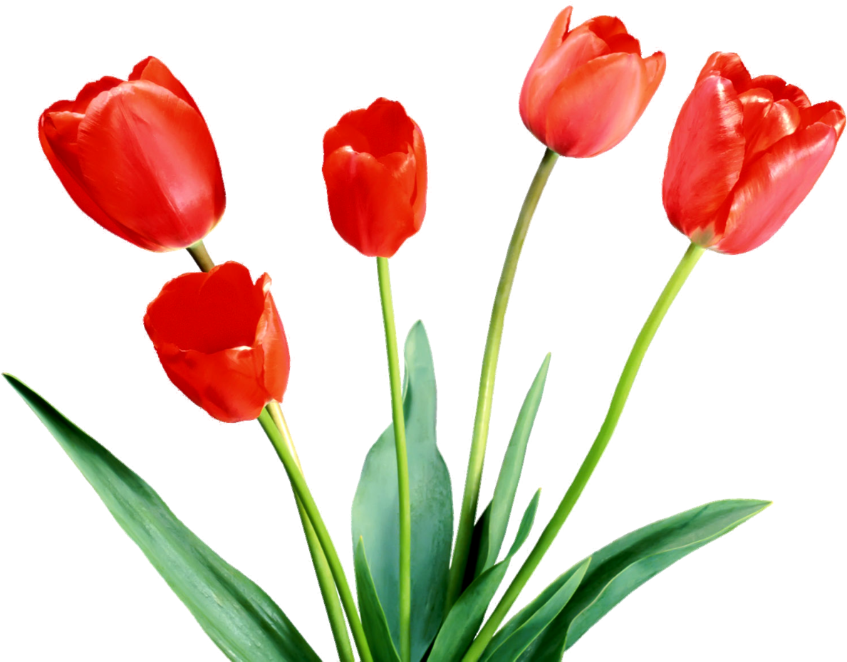 Spring Tulips - Flowers (1280x960), Png Download