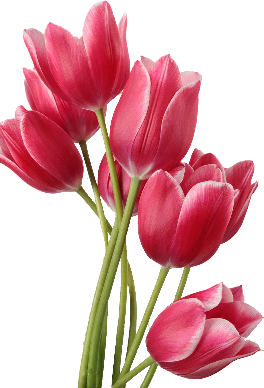 Flower Tulips In A Vase Clip Art - Purple Tulip Png (1024x2048), Png Download