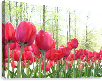 Red Tulip Garden Photograph Canvas Print - Sprenger's Tulip (429x344), Png Download