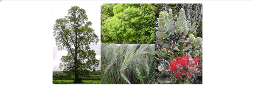 Clockwise From Left - Fraxinus Excelsior (850x288), Png Download