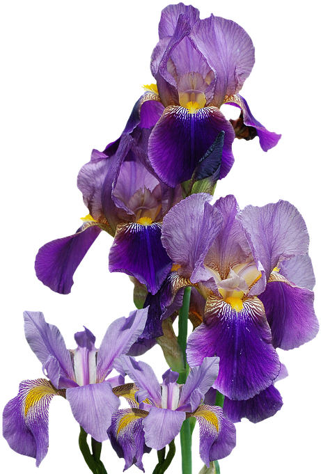 Iris, Flower, Nature, Png, Isolated, Blue, Blossom - Iris Flower Transparent (576x720), Png Download