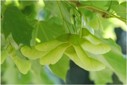 Norway Maple , The Original Species, Developing Seed - Tulip Poplar (486x324), Png Download