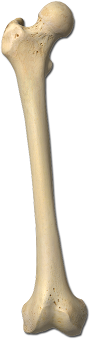 Enter Image Description Here - Human (700x700), Png Download