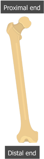 Femur Bone - Shaft - Bone (220x550), Png Download