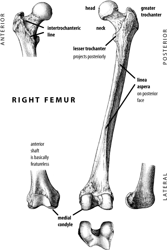 Top Of The Femur Called (600x867), Png Download