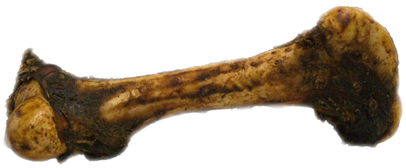 Home & Field Beef Dinosaur Femur Bone - Skull (600x600), Png Download