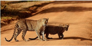 Could Leopard Be More Endangered Than Previously Thought - Leopard (300x200), Png Download