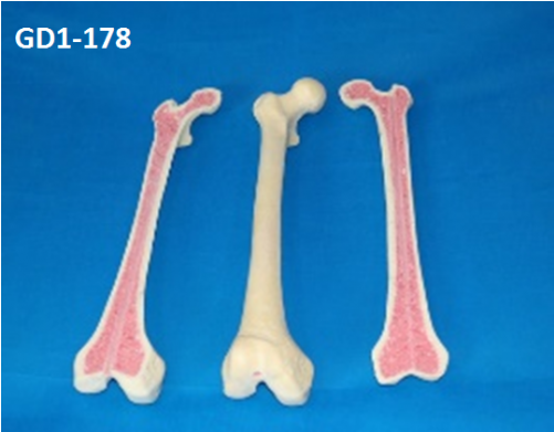 Bones - Bone (500x500), Png Download