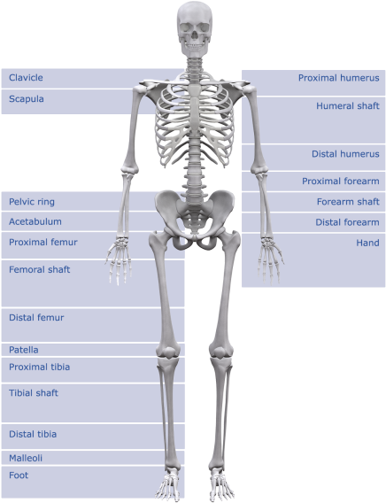 58 Pm 1066 Steps End Norm 6/6/2016 - Skelett Des Menschen (450x577), Png Download