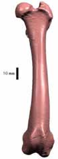 A Virtual Model Of The Canine Femur - Wood (377x519), Png Download