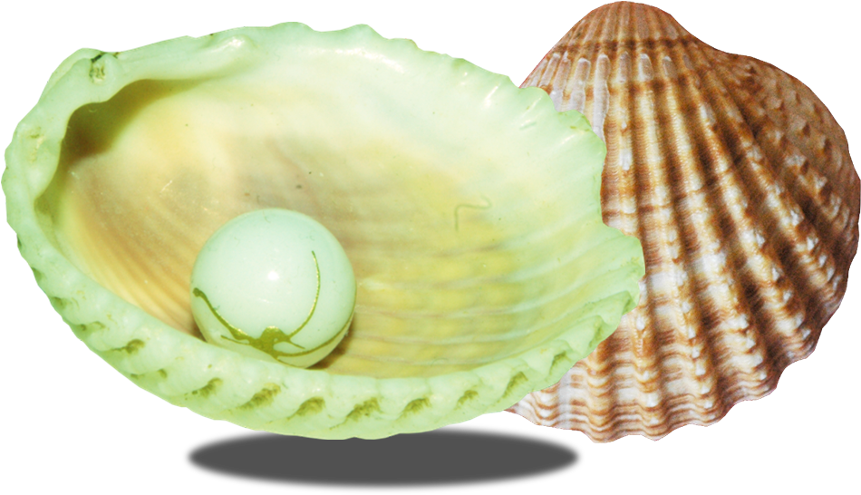 Mussel Clipart Seashell - Seashell Inside (1000x700), Png Download