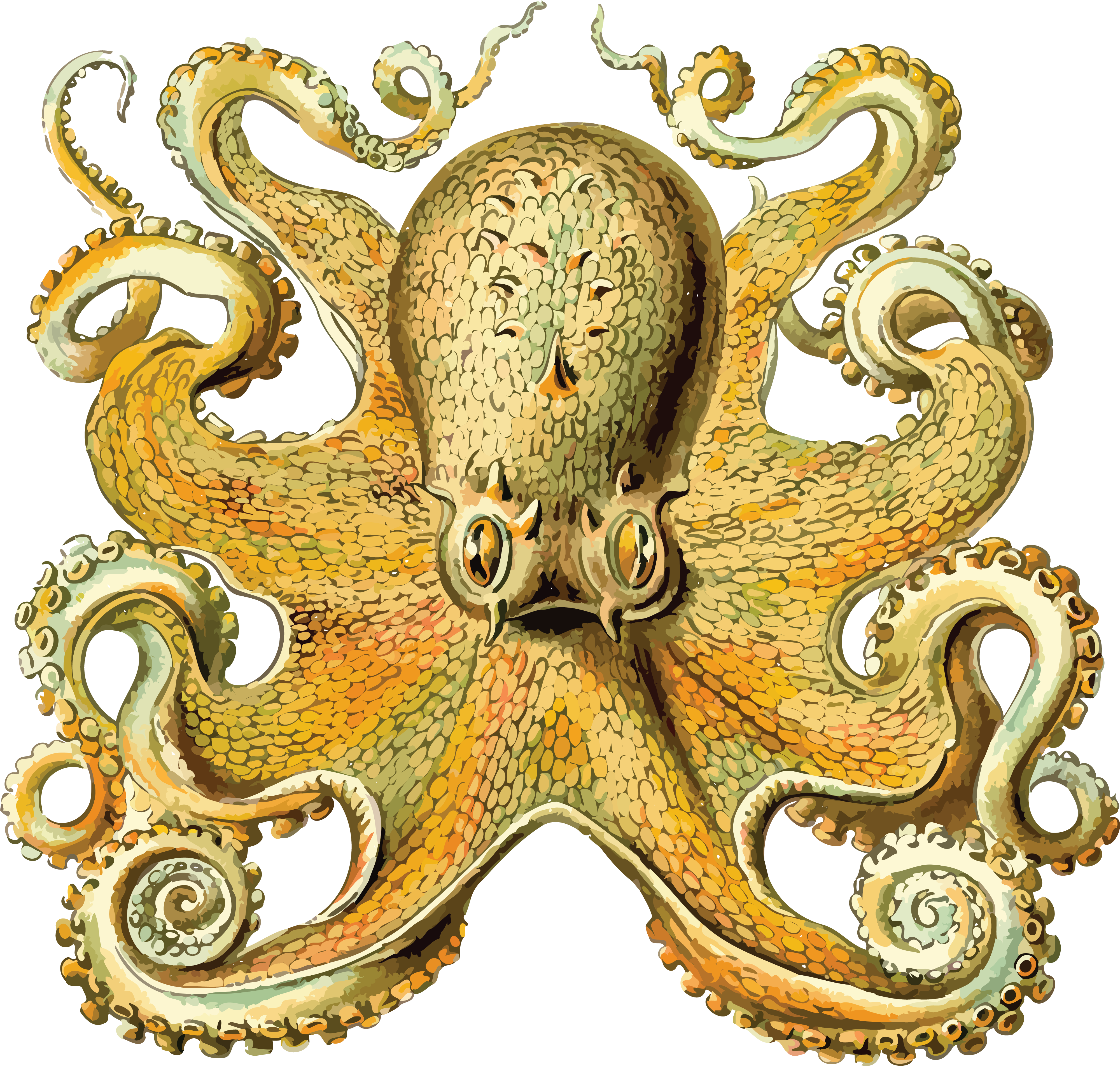 , , - Ernst Haeckel Octopus (4000x3809), Png Download