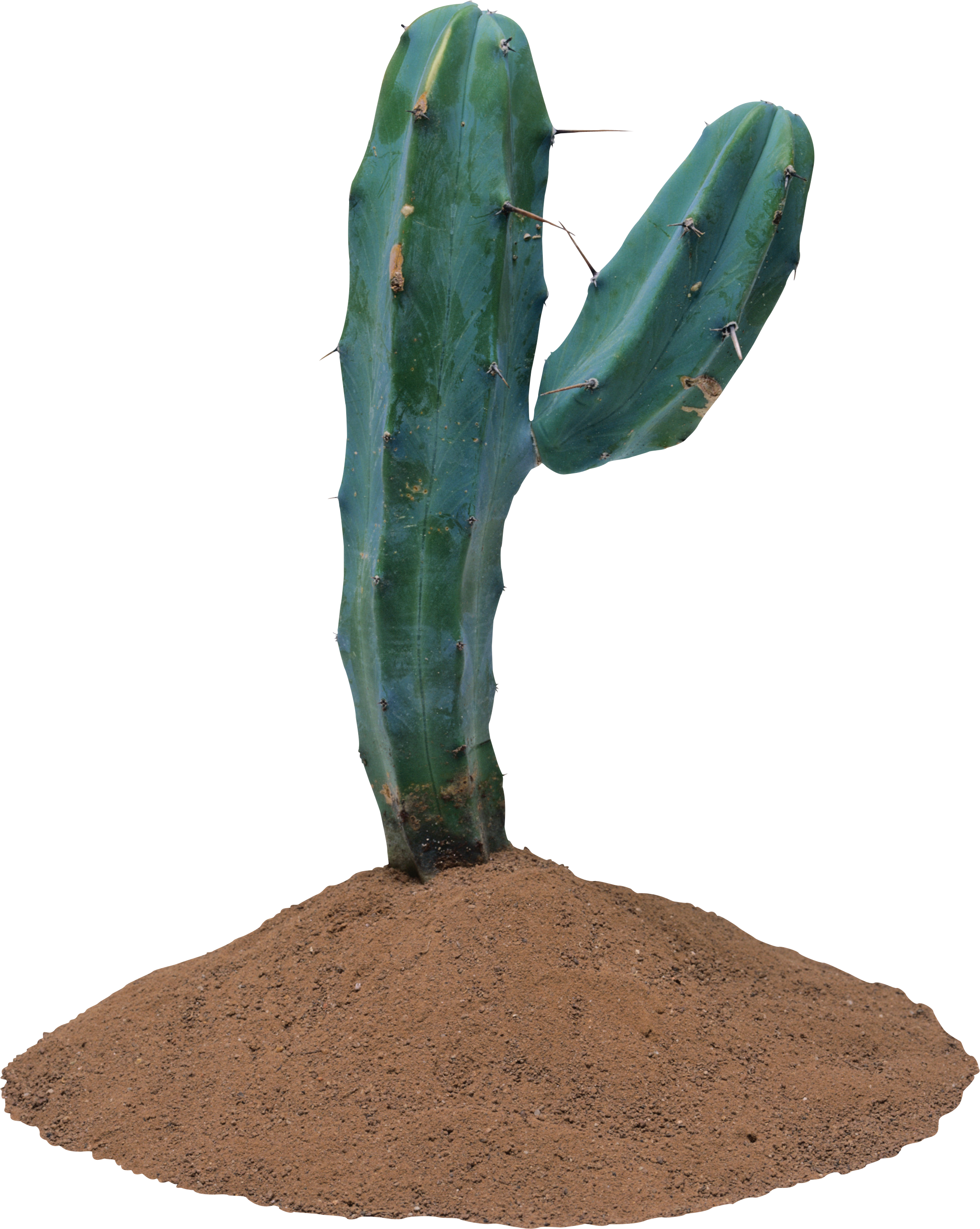 Cactus Transparent Background (2282x2861), Png Download