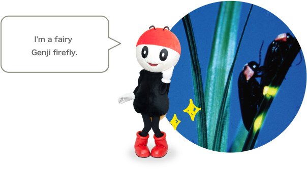 ワタシはゲンジボタルの妖精なんだよ！ - Luciola Cruciata (620x342), Png Download