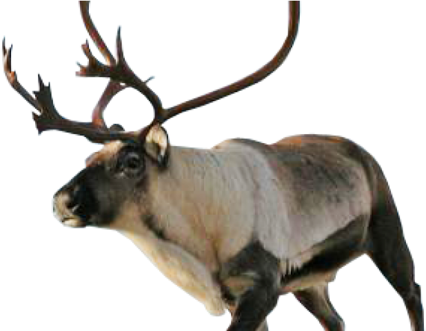 Reindeer Png Transparent Images - Reindeer (640x480), Png Download