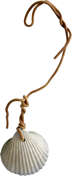 Sea Shell - Rein (245x601), Png Download