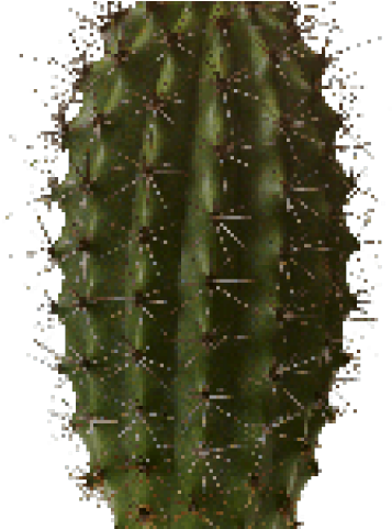 Cactus Png - Cactus See Through Background (640x480), Png Download