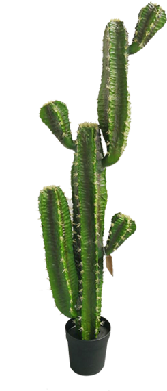Cactus (600x600), Png Download