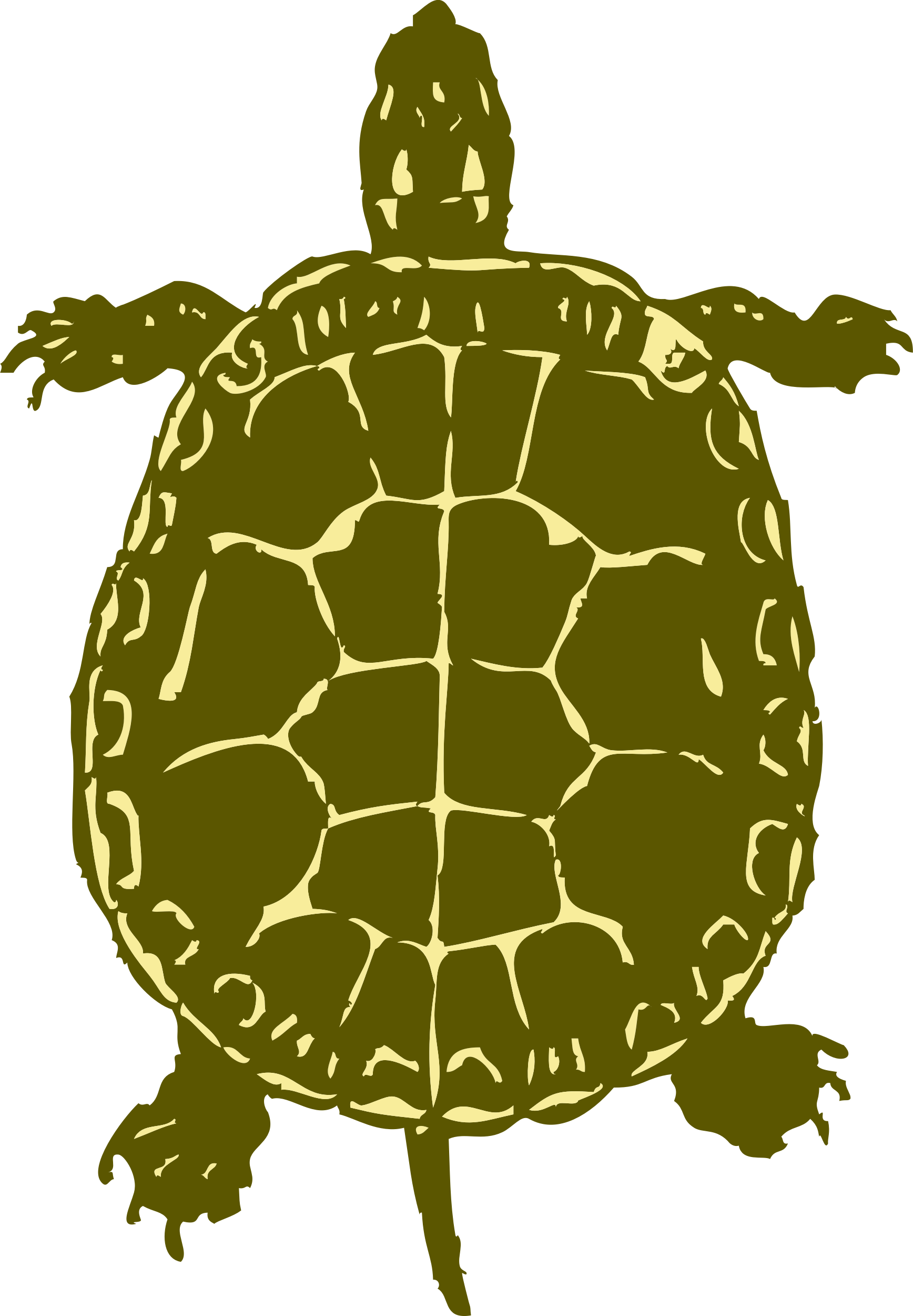 Big Image - Turtle From Birds Eye View (1668x2400), Png Download