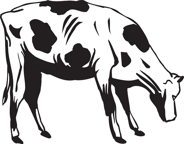 Going, Farm, Cow, Art, Animal, Eat, Eating - Cow Eating Grass Drawing (640x502), Png Download