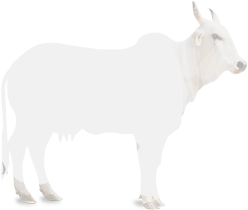 Cow-image - Desi Cow Clip Art (585x480), Png Download