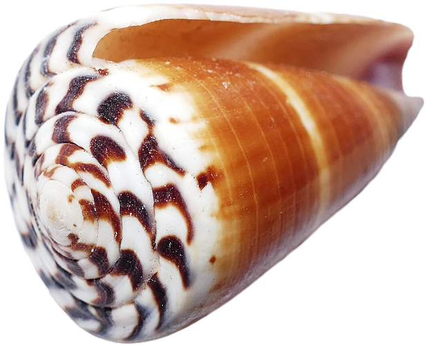 Coquillages Png (960x640), Png Download