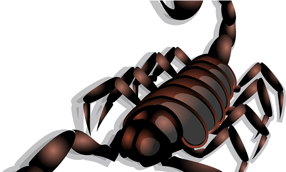 Home Remedies For Scorpions Bites (640x336), Png Download