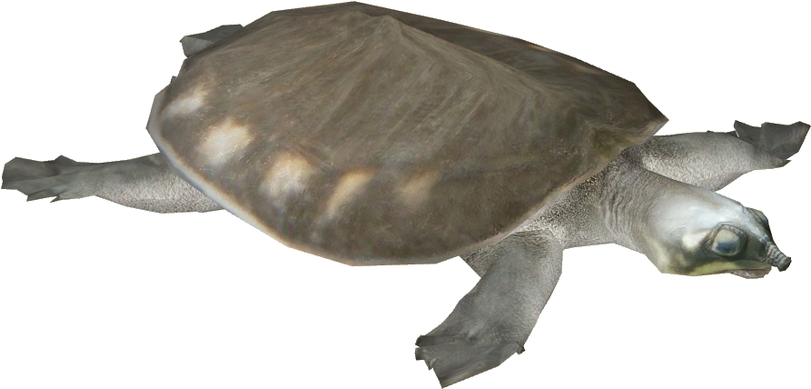 Pig-nosed Turtle (892x892), Png Download