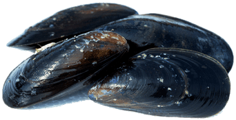 Closed Mussels - Mussel Transparent (400x400), Png Download
