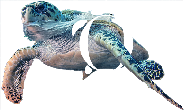 Turtle-logo - Hawksbill Sea Turtle (694x420), Png Download
