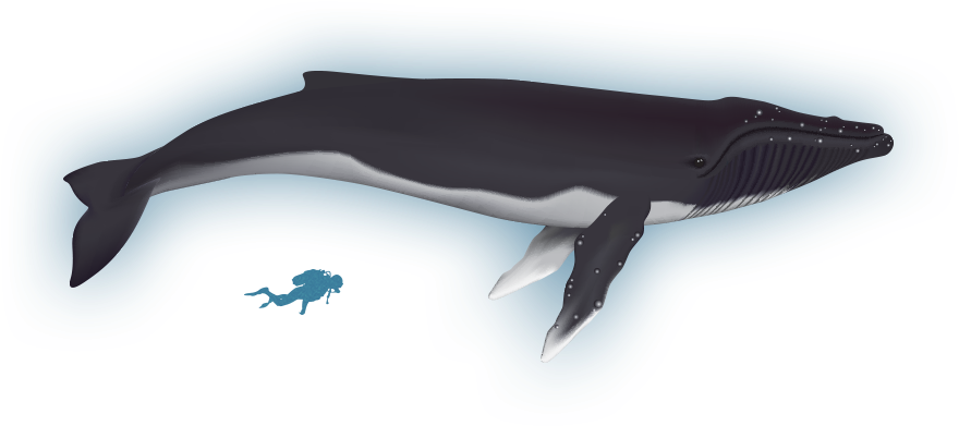 Wiki - Humpback Whale - Humpback Whale (900x425), Png Download
