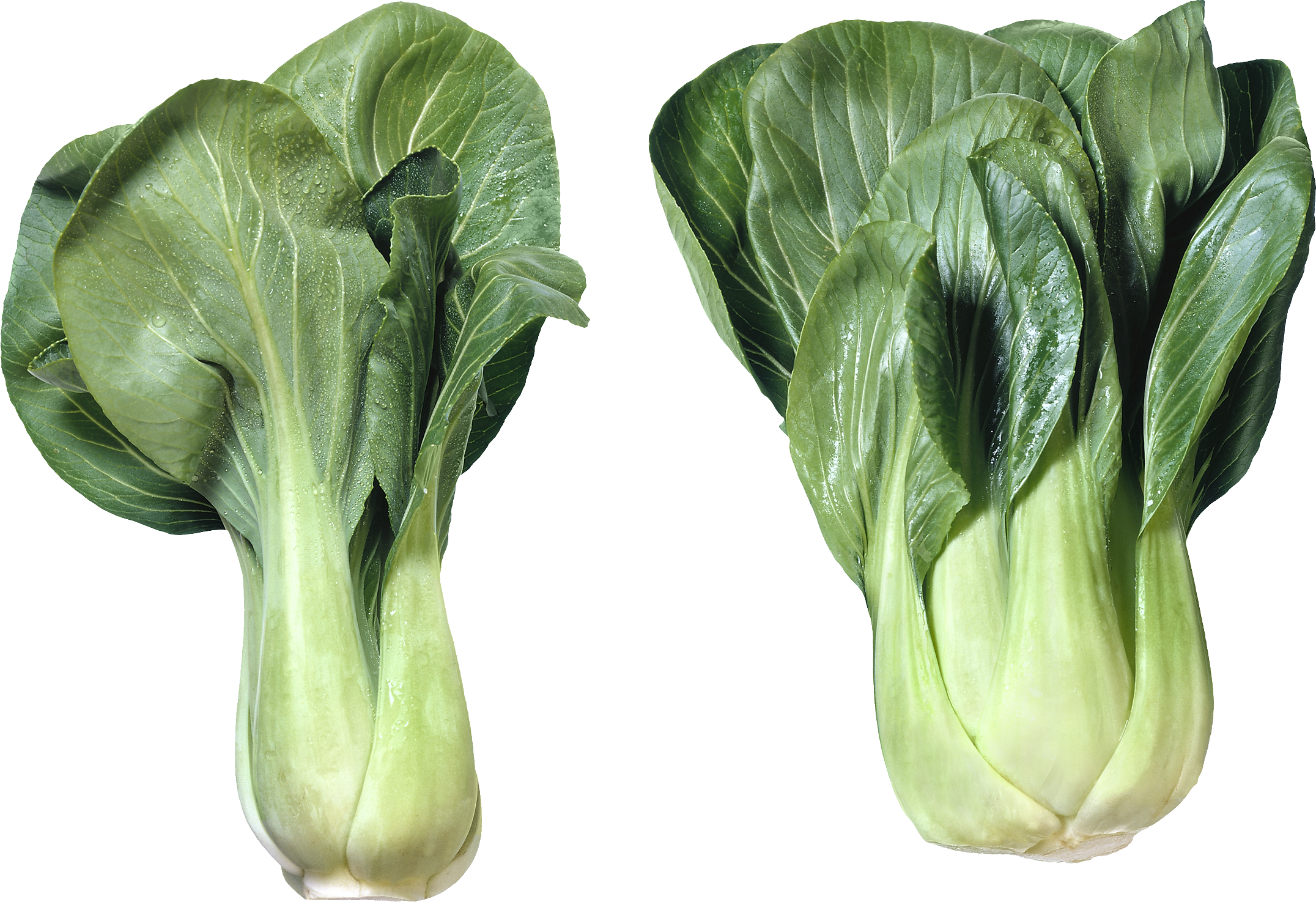 Long Does It Take To Grow Cabbage (2152x1475), Png Download
