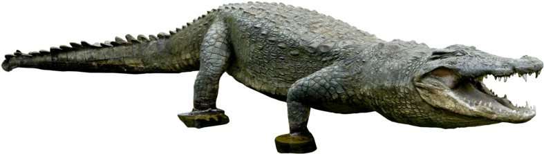 Crocodile Png Clipart - Crocodile Png For Photoshop (800x235), Png Download