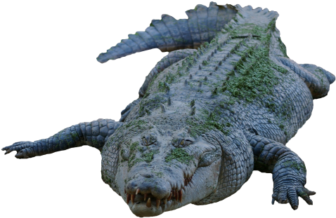 Crocodile Png Transparent Image - Crocodile Png (500x328), Png Download
